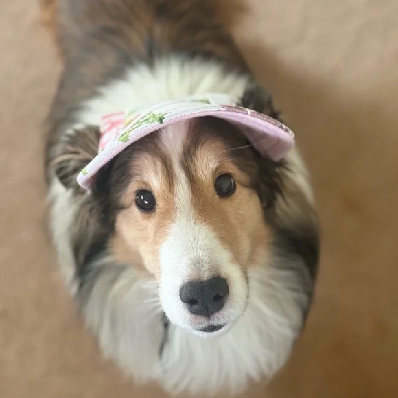 🆕Sheltiemomma Listings - Picture 1 of 5